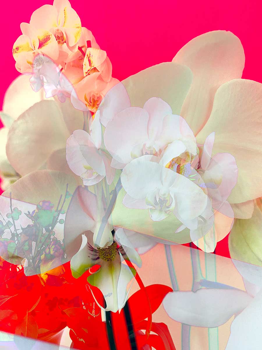 Farbfeldmalerei Orchideen